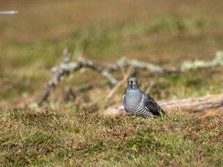 Common cuckoo (Cuculus canorus)