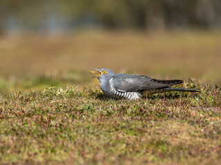 Common cuckoo (Cuculus canorus)