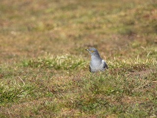 Common cuckoo (Cuculus canorus)