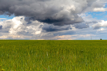 Green wheat fields. Sustainable agriculture. Rural landscape. Dirt roads through wheat crops.