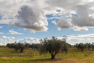 Fototapeta na wymiar Countryside landscape with storm clouds. Rural landscape. Farm fields.
