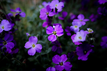 Fototapeta premium flowers in the garden