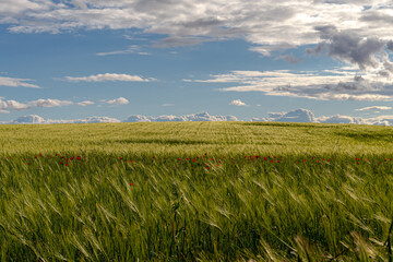 Green wheat fields. Sustainable agriculture. Rural landscape. Dirt roads through wheat crops.