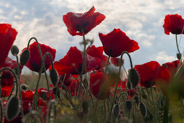 Red poppies in the field. Red flowers against a stormy sky
