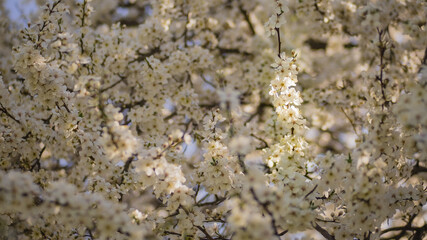 Fototapeta Wiosenne drzewo pokryte białym kwieciem oświetlone promieniem słońca obraz