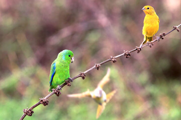 photo of a green and yellow bird perched on the same branch