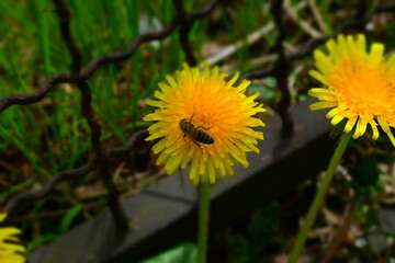 Blooming yellow dandelion with wasp