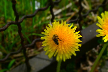Цветущий желтый одуванчик в городе