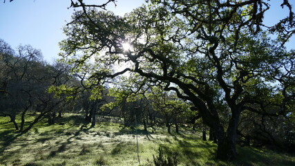 Sunrise thru the oaks