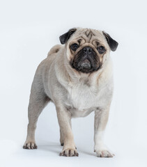 beautiful pug dog standing and looking to the camera on white background