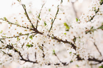 spring blossom