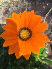 flor naranja