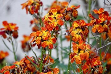 Pretty yellow wallflower flowers (Erysimum cheiri) in the garden