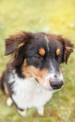 Portrait Australian Shepherd