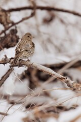 Finch On Snowy Branch In Colorado, Tiny Brown Bird In Forest, A Little Brown Finch Perched On Tree Branch