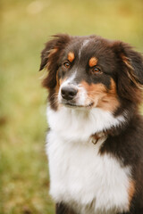 Australian Shepherd