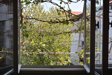 Window on the house and kiwi vine growing from the outside of the window on a sunny spring day