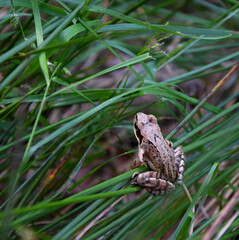 Żaba trawna wśród zielonych źdźbeł trawy © Marek