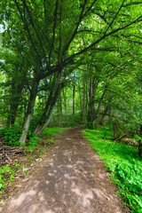 Fototapeta na wymiar path in the forest (Buckow, Märkische Schweiz, Brandenburg, Germany)