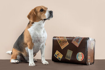 dog beagle sitting alone next to a vintage travel suitcase