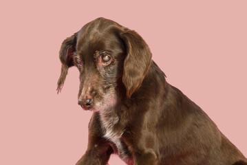 old and blind dog on pink backgound