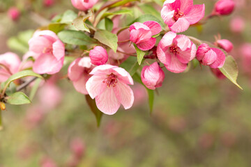 A branch of a blooming wild Apple tree. Image for the design of a calendar, book, or postcard. Selective focus