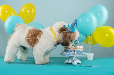 dog eating a dog cake at his birthday