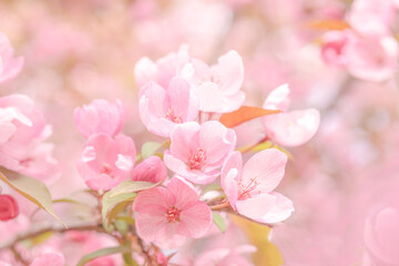 Fototapeta na wymiar Soft pink pastel background. Blooming apple tree for romantic love design