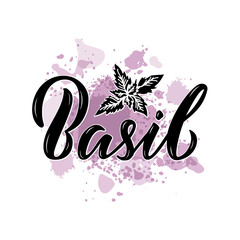 Vector illustration of basil lettering for packages, product design, banners, stickers, spice shop price list and  decoration. Handwritten isolated word with floral graphic elements for web or print
