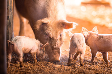 Female pig with little piglets at sunrise on a remote cattle station in Northern Territory,...