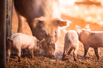 Fotobehang Female pig with little piglets at sunrise on a remote cattle station in Northern Territory, Australia © Julia