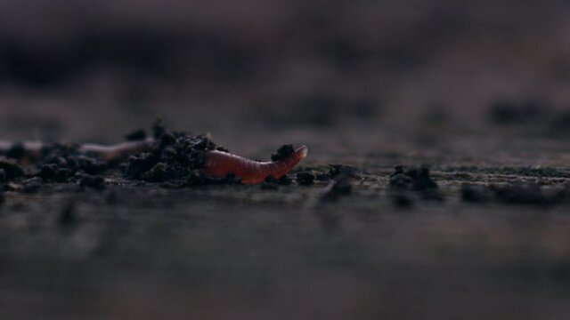Macro shot of a worm slowly emerging from the dirt
