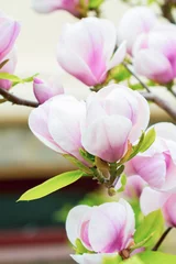 Foto op Canvas Beautiful light pink magnolia flowers © Olivia