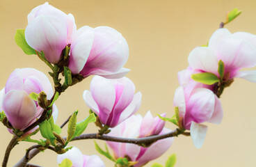Magnolia tree blossom in springtime