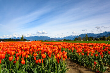 Beautiful tulip field landscape photo.