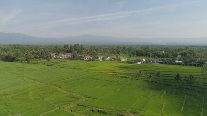 Fototapeta na wymiar Rural landscape in asia village among rice fields agricultural land, mountains in countryside. aerial view farmland with agricultural crops in rural areas Java Indonesia