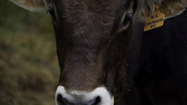 Vaca comiendo en los andes peruanos (cow eating - peruvian andes)