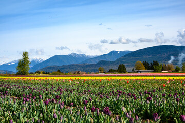 Beautiful tulip field. Yellow and purple flowers