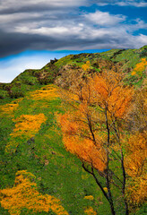 California wildflowers landscape from the mountains to the valley floor.