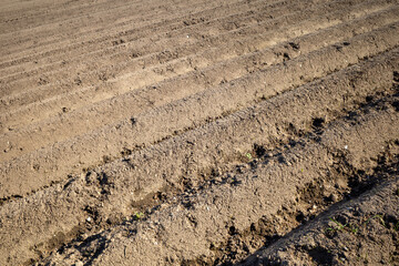 Row of soil mound, preparing soil for Agricultural field to grow plant.