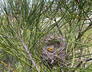 2 baby bird chicks orange mouths open waiting for feed in pine nest © Joe