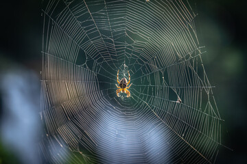 spider on web