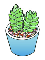 A succulent plant in a pot. Indoor plant. 