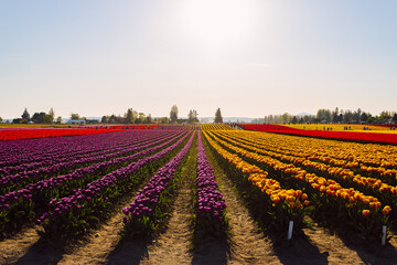 Tulip Field - Skagit Valley Tulip Festival Roozengaarde