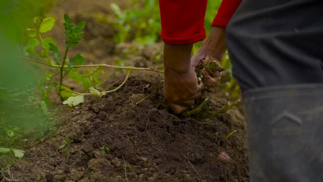 Cosecha de papas en los andes peruanos ( slow motion HD) ready for color grading