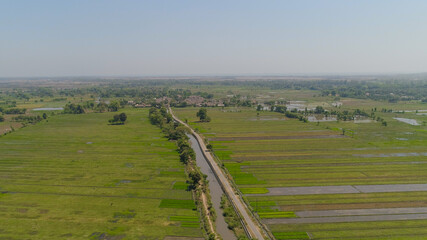 Fototapeta na wymiar aerial view agricultural land with sown green, rice fields in countryside. farmland with agricultural crops in rural areas Java Indonesia. Land with grown plants of paddy