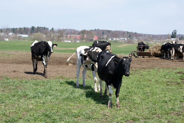 Fototapeta premium Cows out to pasture in Vermont