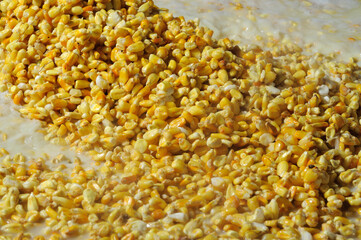 produccion de nixtamal para hacer masa de tortillas o tamales