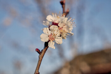 Blooming cherry in the garden. Soft focus Grass Flower