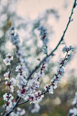Blooming cherry in the garden. Soft focus Grass Flower
